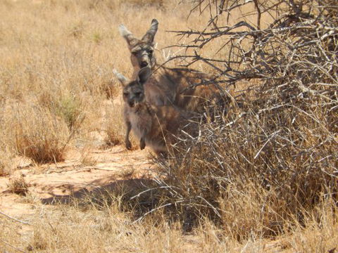 Gnaraloo Station - New South Wales Tourism  3