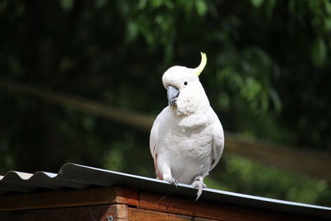 Jamieson Caravan Park - New South Wales Tourism  2