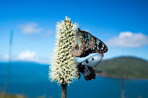 Keswick Island Camping And Glamping - New South Wales Tourism  7