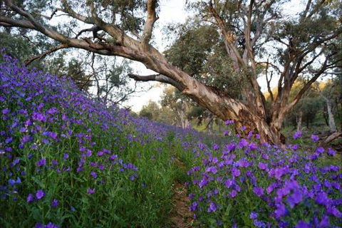 Upalinna Station - New South Wales Tourism  4