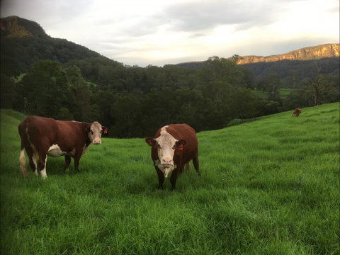 Amaroo Valley Springs - New South Wales Tourism  2