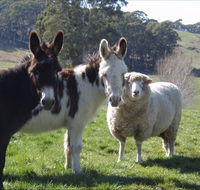 Avaleigh Elms Farmstay - New South Wales Tourism 
