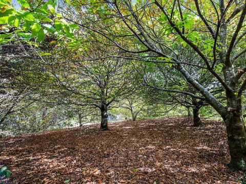 Cape Cottages - New South Wales Tourism  4