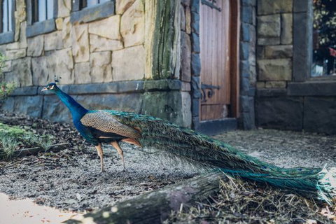 Castle Suites - Kryal Castle - New South Wales Tourism  5