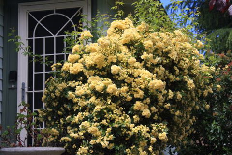 Katoomba Green Gables - New South Wales Tourism  2