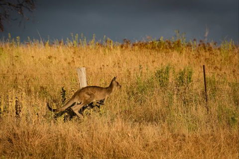 Mt Bellevue Lodge - King Valley - New South Wales Tourism  5