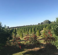 Rutherglen Christmas Trees Farm Stay - New South Wales Tourism 