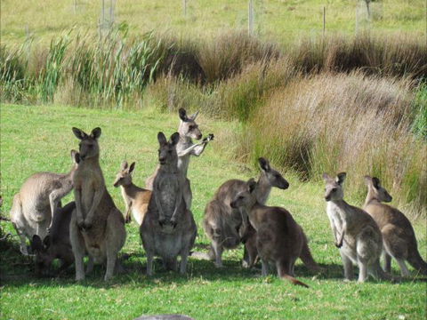 Tanja Lagoon Camp - New South Wales Tourism  6
