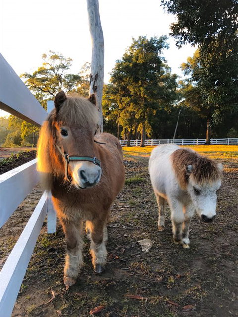 The Woods Farm - New South Wales Tourism  3
