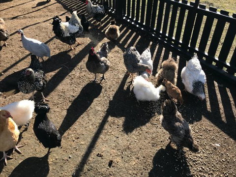 The Woods Farm - New South Wales Tourism  4