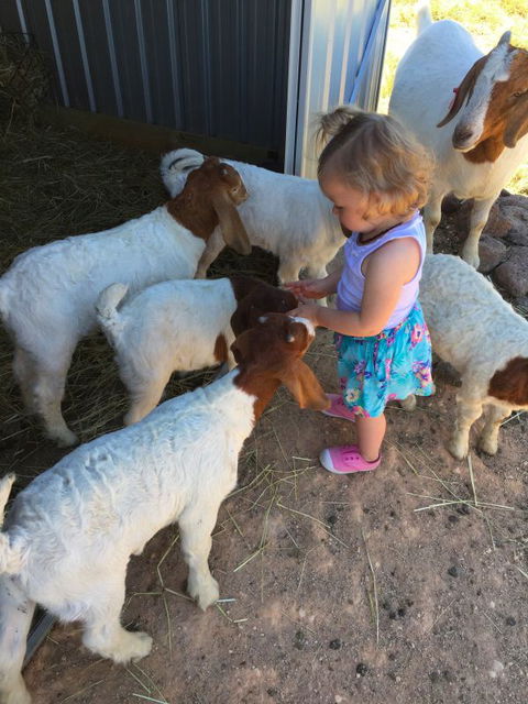 Yalooka Farm - New South Wales Tourism  7