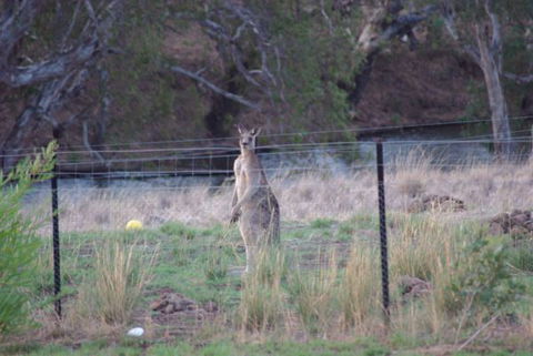 Yalooka Farm - New South Wales Tourism  9