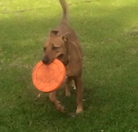 Newcastle K9 Central - New South Wales Tourism 