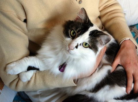 Pet Buddy - New South Wales Tourism  0