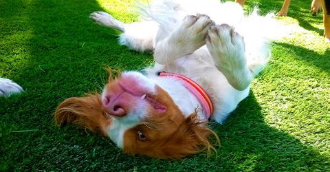 Pet Buddy - New South Wales Tourism  1