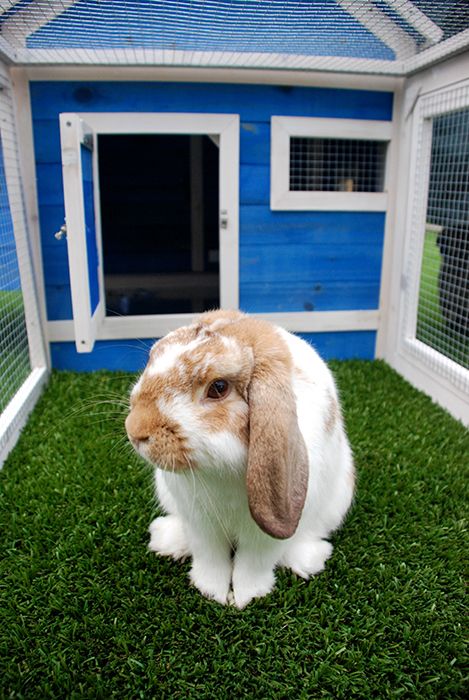 Pet Buddy - New South Wales Tourism  2