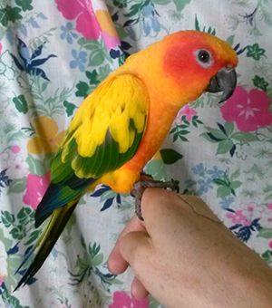 Pet Buddy - New South Wales Tourism  3