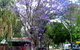 BIG4 Forbes Holiday Park - thumb 3