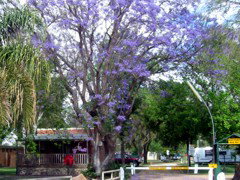 BIG4 Forbes Holiday Park - New South Wales Tourism  3