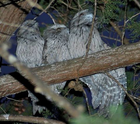 BIG4 Kelso Sands Holiday & Native Wildlife Park - New South Wales Tourism  0