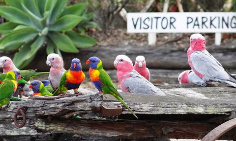 Barambah Bush Caravan & Camping Park - New South Wales Tourism  7