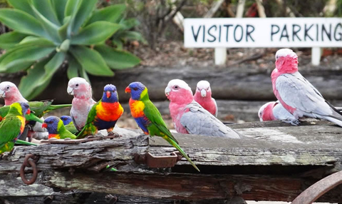 Barambah Bush Caravan & Camping Park - New South Wales Tourism  2
