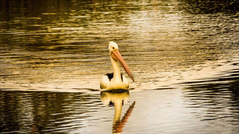 River Shack Rentals - Brenda Park - New South Wales Tourism  0