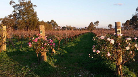 Emma’s Cottage Vineyard - New South Wales Tourism  5