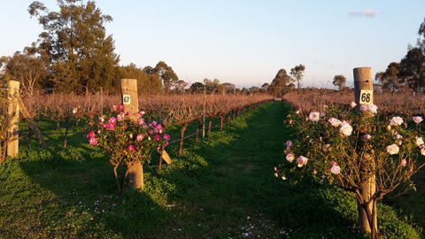 Emma’s Cottage Vineyard - New South Wales Tourism  1