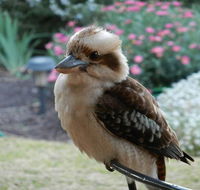 Glenbar Cottage - New South Wales Tourism 
