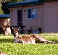 Kalgan River Chalets and Caravan Park - New South Wales Tourism 