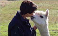 Maydena Country Cabins And Alpacas - New South Wales Tourism  2