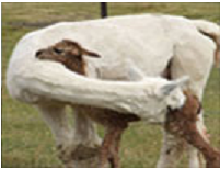 Maydena Country Cabins And Alpacas - New South Wales Tourism  4