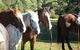 Reynella Kosciusko Rides Homestead - thumb 4