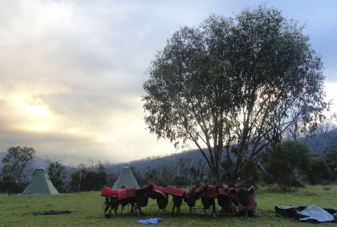 Reynella Kosciusko Rides Homestead - New South Wales Tourism  9