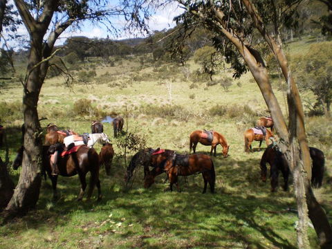 Reynella Kosciusko Rides Homestead - New South Wales Tourism  12