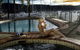 Newport Mirage Hotel - thumb 4