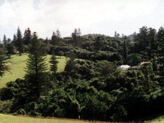 Poinciana Cottages - New South Wales Tourism  4