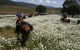 Reynella Kosciusko Rides Homestead - thumb 1