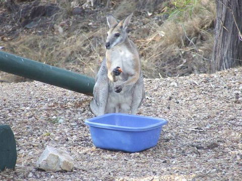 Blue Gem Tourist Park - New South Wales Tourism  6