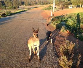 Bindoon WA New South Wales Tourism 