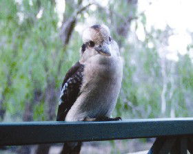 Riverview Tourist Park - New South Wales Tourism  3