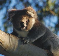 Bimbi Park Camping Under Koalas