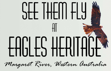 Eagles Heritage Raptor Wildlife Centre - New South Wales Tourism 
