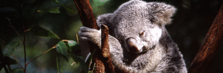 Koala and River Cruise by Mirimar Cruises - New South Wales Tourism 