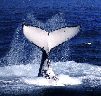 Brisbane Whale Watching - New South Wales Tourism 
