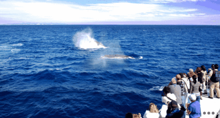 Brisbane Whale Watching - New South Wales Tourism  1