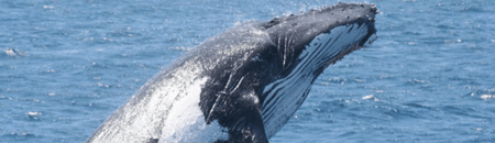 Brisbane Whale Watching - New South Wales Tourism  2