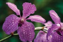 Richmond Wellness Centre - New South Wales Tourism  2