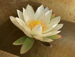 St Georges Natural Health Therapies - New South Wales Tourism  3